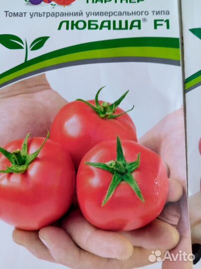 Рассада помидоров томатов