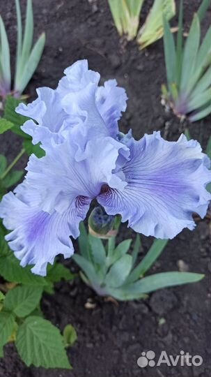 Ирис