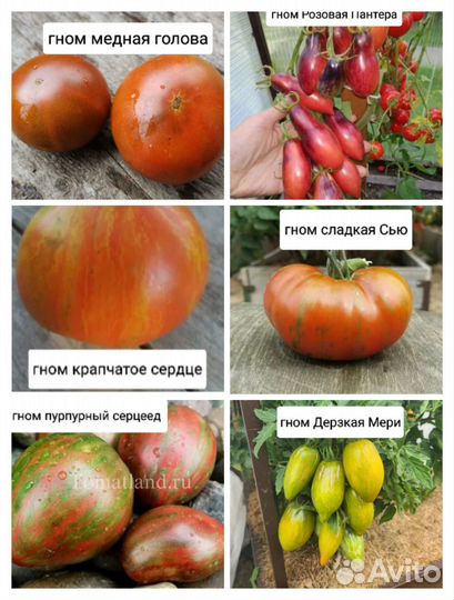 Семена помидор для грунта Проект Гном Томатный