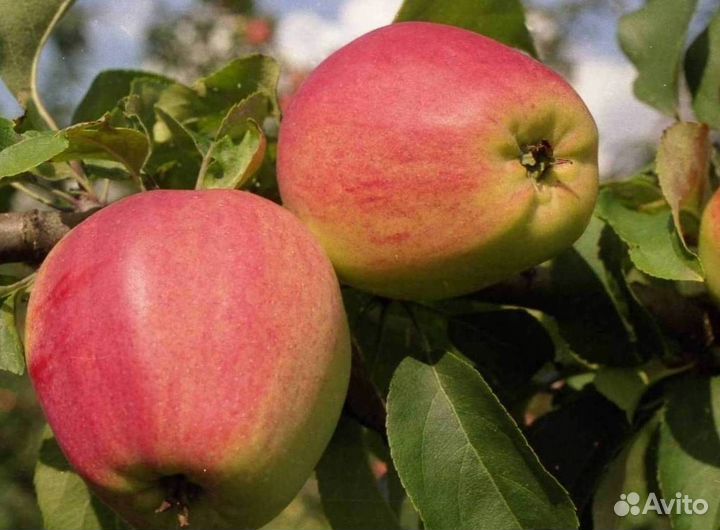 Саженцы яблони Кандиль орловский