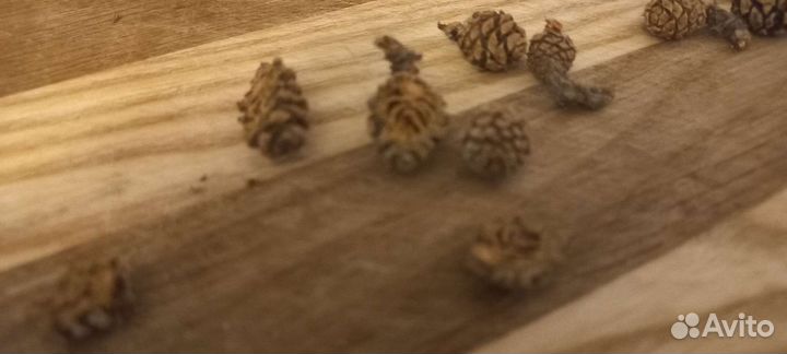 Шишка сосновая сушеная