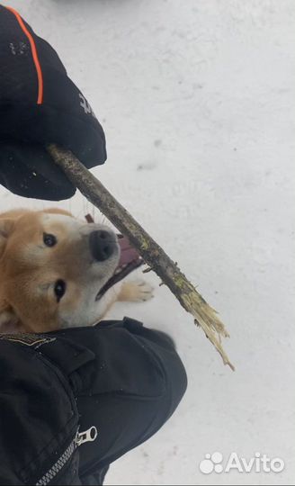 Услуги кинолога,выгул