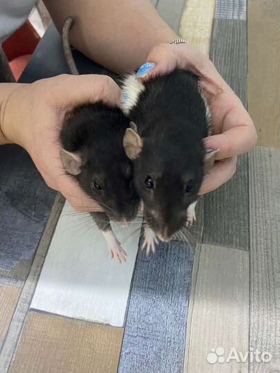 Крыса дамбо с клеткой