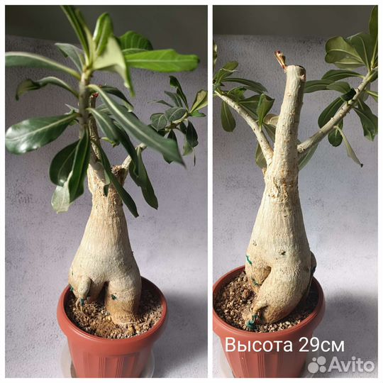 Адениум/ роза пустыни