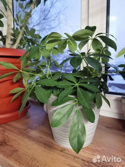 Комнатные цветы шефлера