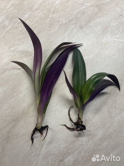 Отдам бесплатно деток Рео