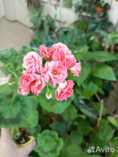 Пеларгония Юзис Персей