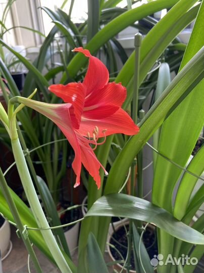 Гиппеаструм reginae