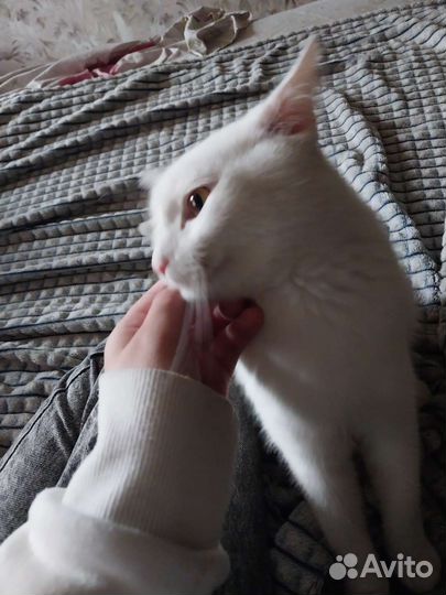 Отдам бесплатно