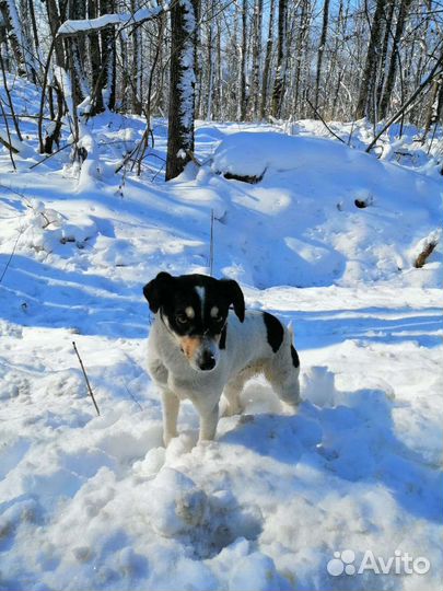 Маленькая собака в добрые руки