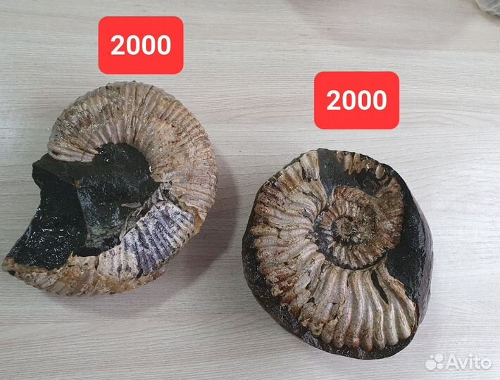 Аммонит, аммониты, окаменелости