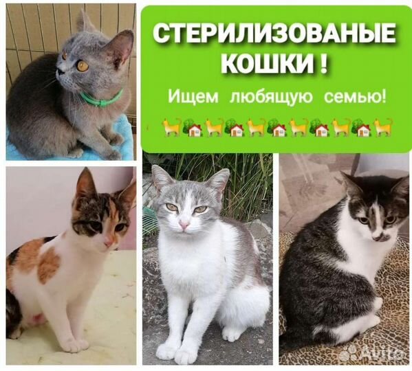 Компания стерилизованных кошек