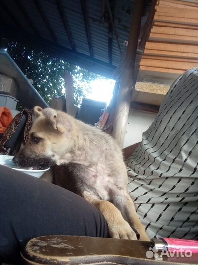 Щенок в добрые руки