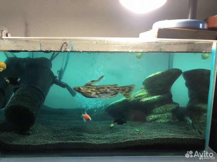 Аквариум с рыбками