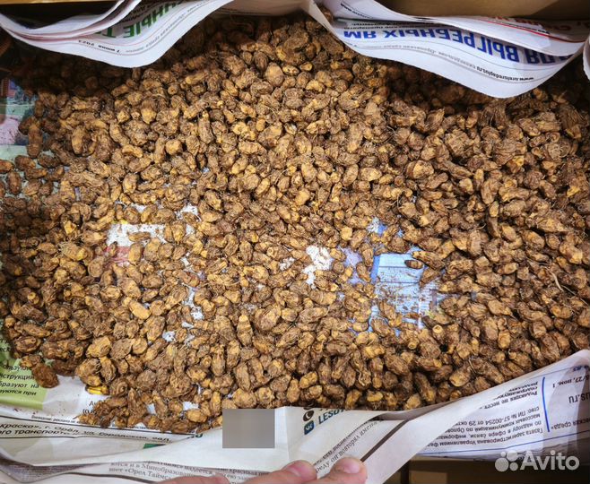 Тигровый орех (чуфа)