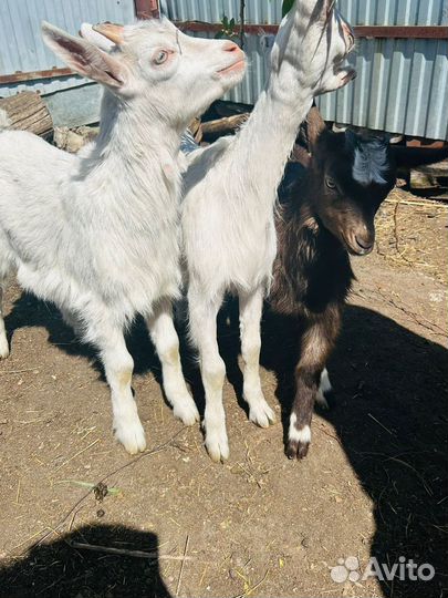 Козы и козлята