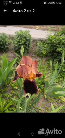 Ирисы