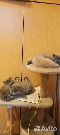 Британские котята