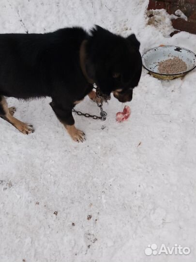 Собака в добрые руки