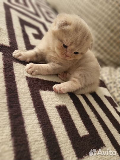 Британские вислоухие котята