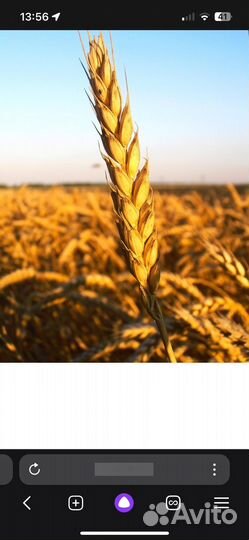 Овес, пшеница