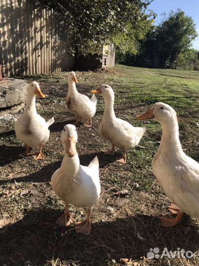 Утки муларды