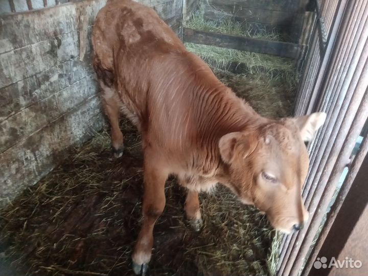 Продажа крс