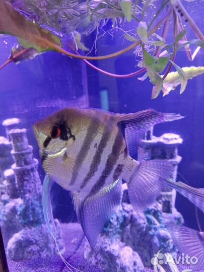 Аквариумные рыбки