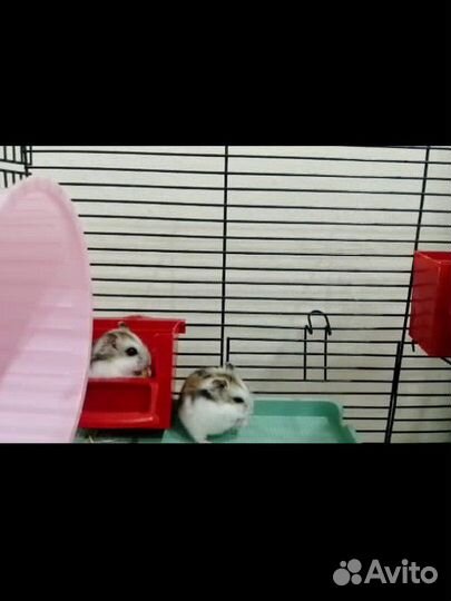 Джунгарский хомяк бесплатно