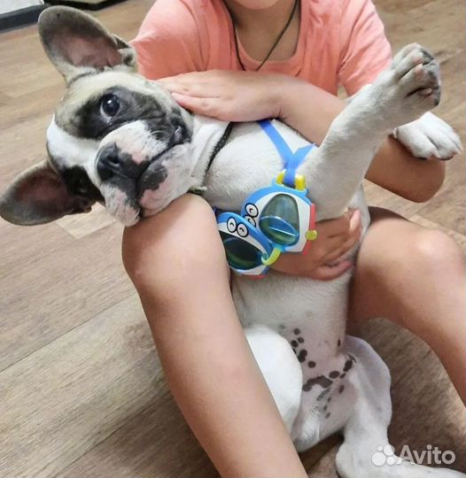 Французский бульдог