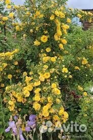 Кустовые ярко-жёлтые розы /саженцы