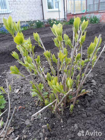 Анабель гортензия куст,пионы