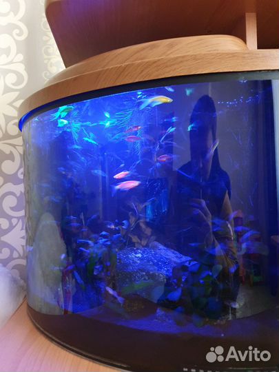 Аквариум