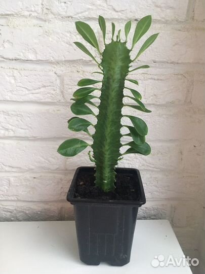 Молочай трехгранный