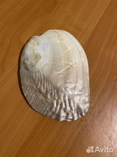Ракушка для украшений