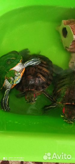 Черепашки
