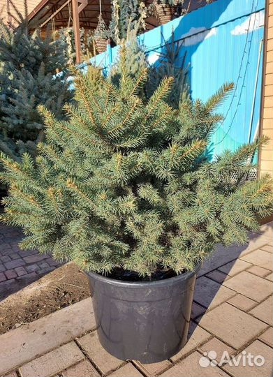 Ель Глаука формированная 1м