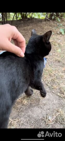 Черна кошечка Норочка ищет семью :'
