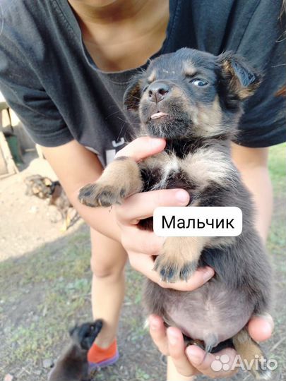Щенки в добрые руки
