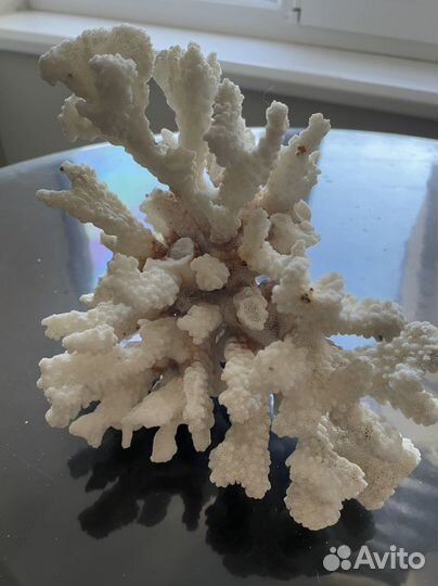 Морской коралл