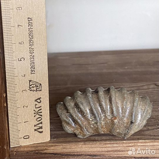 Аммониты, фрагменты аммонитов, наутилус