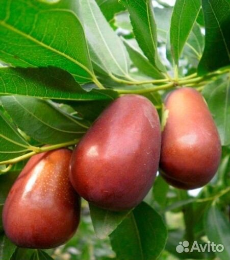 Саженцы унаби. Привиты на холодостойких подвоях