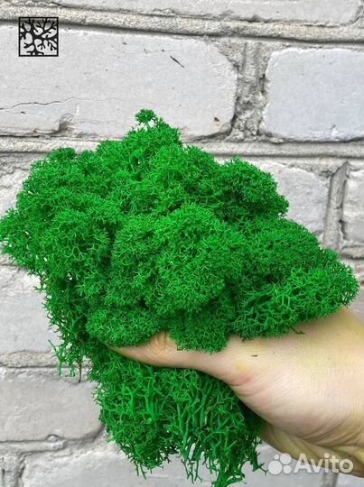 Стабилизированный мох, Лесной Зеленый