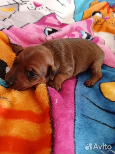 Щенки цвергпинчера