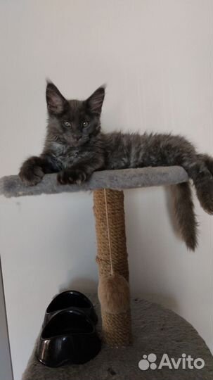 Котята мейн-кун