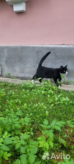 Котик в добрые руки