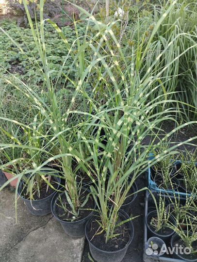 Мискантусы