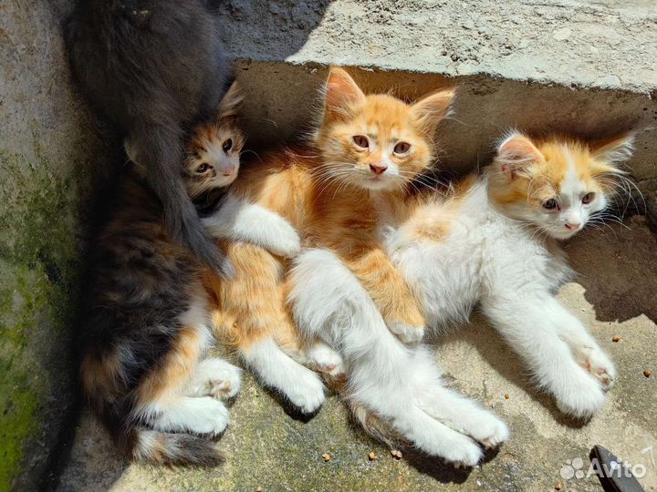 Котята в добрые руки бесплатно