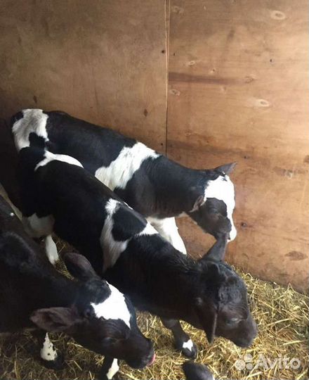 Телята бычки