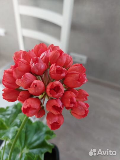 Герань пеларгония тюльпановидная Emma Fran Bengtsb